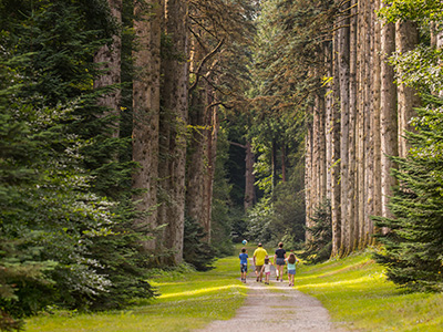 A family walk through a forest