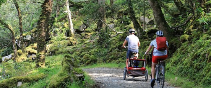 Two people on bikes through a forest